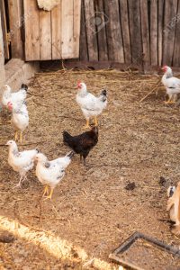 Warren County will now allow chickens ‘in the backyard’ in R-1 neighborhoods – IF POA and Sanitary District regulations ALSO allow them.