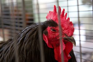 A Richmond toddler is recovering after being attacked by a rooster at the Metro Richmond Zoo.