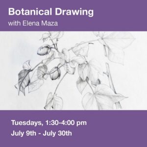 Botanical Drawing 1 @ Art in the Valley