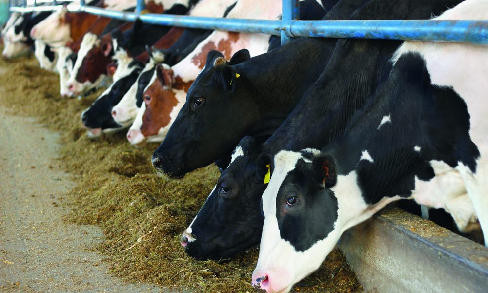 How antibiotic use in cattle impacts soil and the environment - Royal ...