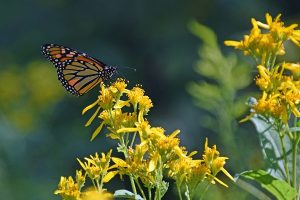 Monarch Day @ Sky Meadows State Park