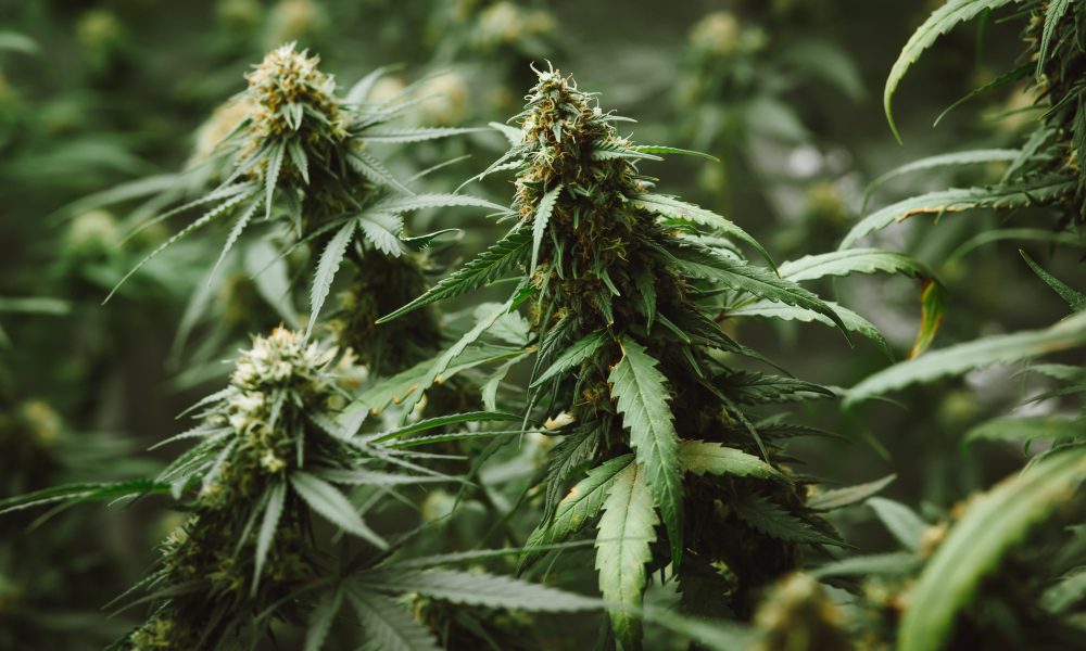 Spanberger Vetoes Cannabis Bill, Stalling Legal Sales Again (5-20-2026)