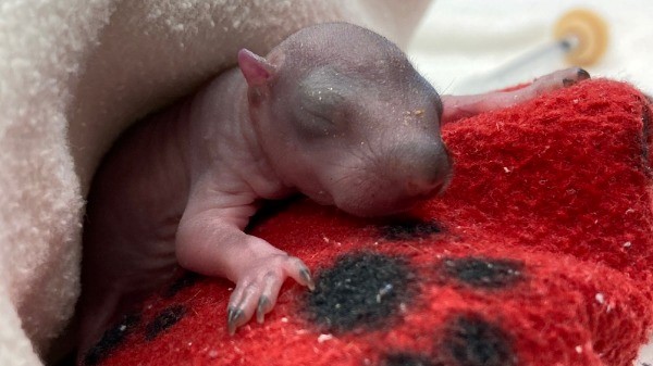 newborn baby squirrel