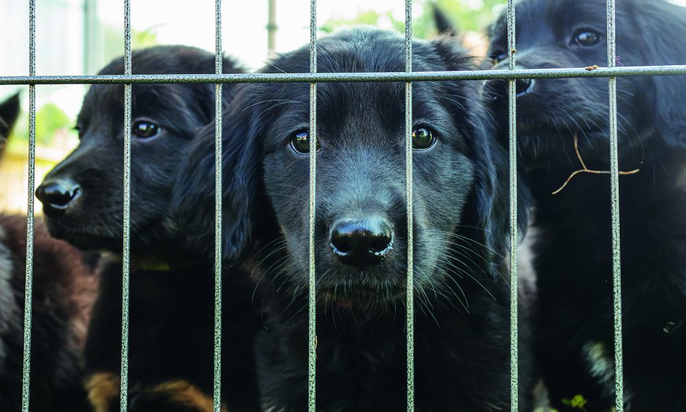 The Dark Side of Puppy Adoption Why Steering Clear of Puppy Mills is(01)