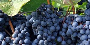 Norton’s Virginia Seedling Wine Tasting @ Oak Spring Garden Foundation | The Granary