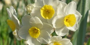 Virginia's Daffodil Tale @ Oak Spring Garden Foundation | The Granary