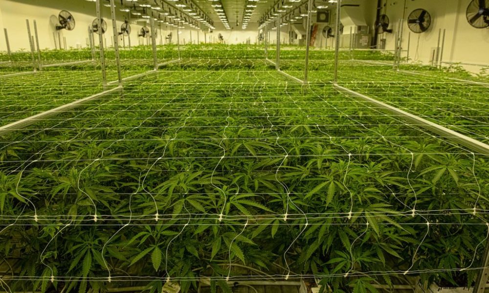 Virginia Cannabis Budget Language Triggers Legal Confusion, Political Fallout (7-10-2026)