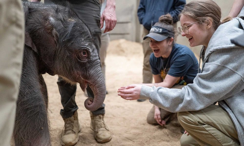 A Giant Step for Conservation: National Zoo Celebrates First Asian Elephant Birth in Nearly 25 Years