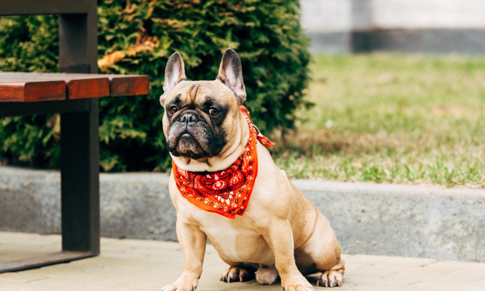 National Pet Theft Awareness Day Highlights Rising Concern Over Dog Theft