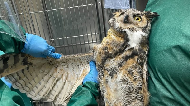 Blue Ridge Wildlife Center Patient of the Week: Great Horned Owl