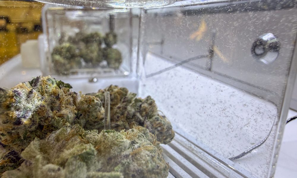 US Justice Department Downgrades Risk of State-Licensed Medicinal Marijuana (4-24-2026)