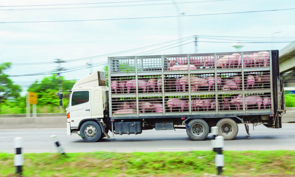 Careful Planning Helps Keep Livestock Safe During Transport (6-6-2026)