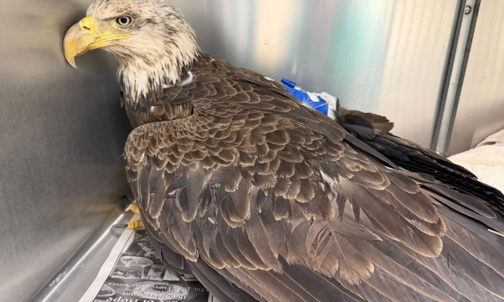 Blue Ridge Wildlife Center Patient of the Week: Bald Eagle(s) (5-14-2026)