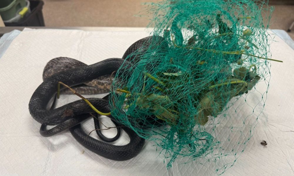 Blue Ridge Wildlife Center Patient of the Week: Central Ratsnake(s) (6-19-2026)