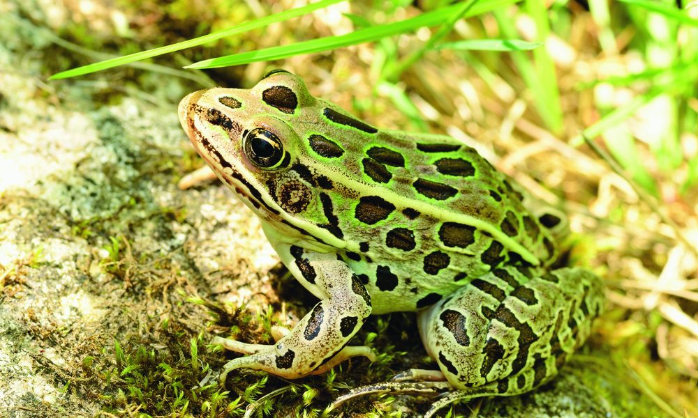 Frog Hunting Offers Virginians a Different Kind of Outdoor Adventure (9-25-2026) (9-25-2026)